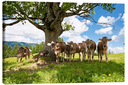 Obraz na płótnie Young Cows