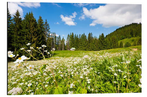 Aluminiumsbilde Alpine Meadows