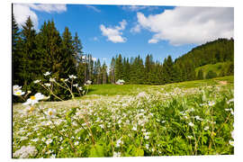 Aluminium print Alpine Meadows