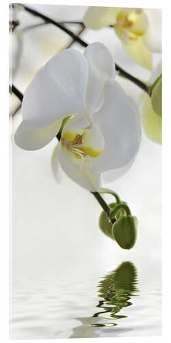 Acrylglas print Wellness, Orchid