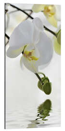 Aluminium print Wellness, Orchid