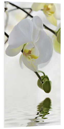 Foam board print Wellness, Orchid