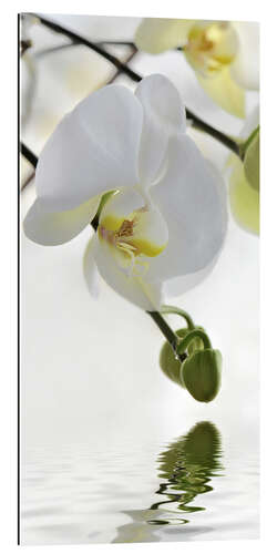 Gallery Print Wellness, Orchidee