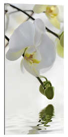 Gallery print Wellness, Orchid