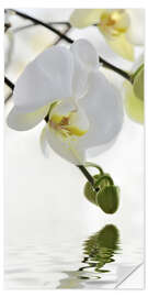 Selvklebende plakat Wellness, Orchid