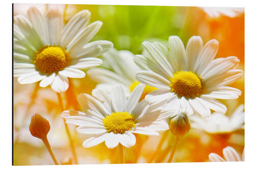 Aluminium print Daisies in the Sunlight