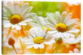 Canvas print Daisies in the Sunlight