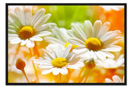 Gerahmter Kunstdruck Margeriten im Sonnenlicht