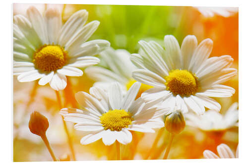 Foam board print Daisies in the Sunlight