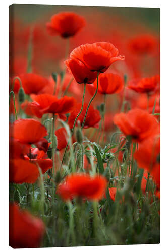 Lærredsbillede Poppy Meadow