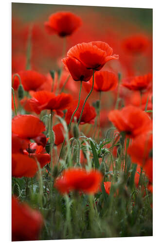 Stampa su PVC Poppy Meadow