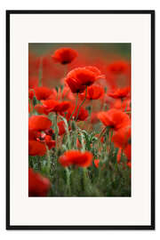 Gerahmter Kunstdruck Mohnblumenwiese