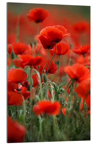 Gallery print Poppy Meadow