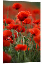 Magnettafel Mohnblumenwiese