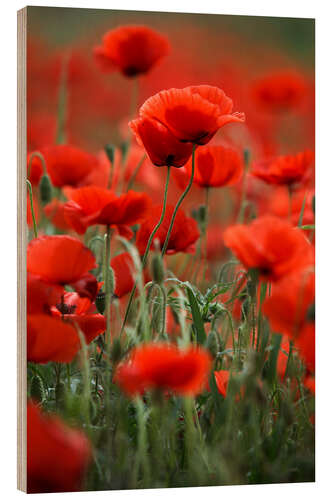 Stampa su legno Poppy Meadow