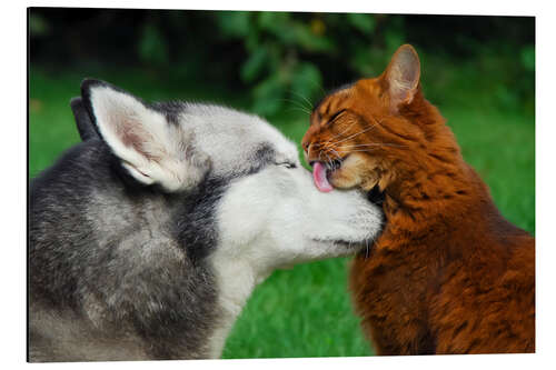 Tableau en aluminium Somali cat gives the muzzle of a Siberian Husky a catlick