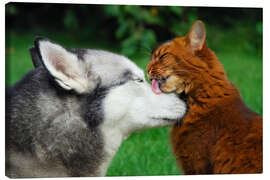 Leinwandbild Somali Katze bei der Katzenwaesche an einem Siberian Husky