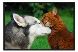 Gerahmter Kunstdruck Somali Katze bei der Katzenwaesche an einem Siberian Husky