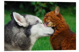 Stampa su PVC Somali cat gives the muzzle of a Siberian Husky a catlick