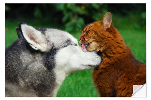 Naklejka na ścianę Somali cat gives the muzzle of a Siberian Husky a catlick