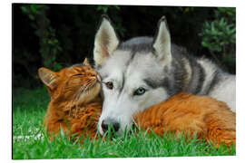 Aluminiumtavla Somali cat and Siberian Husky cuddle up together