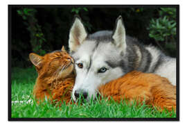 Gerahmter Kunstdruck Somali Katze und Siberian Husky kuscheln