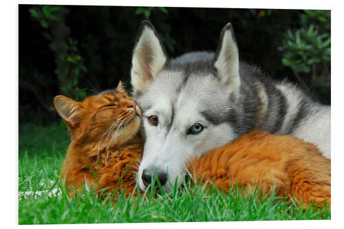 Foam board print Somali cat and Siberian Husky cuddle up together