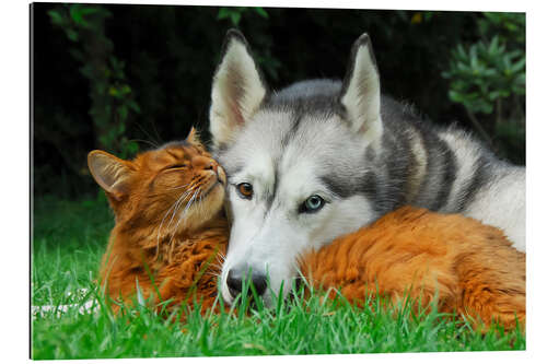 Galleriprint Somali cat and Siberian Husky cuddle up together