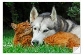 Sisustustarra Somali cat and Siberian Husky cuddle up together