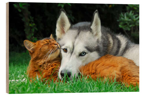 Hout print Somali cat and Siberian Husky cuddle up together