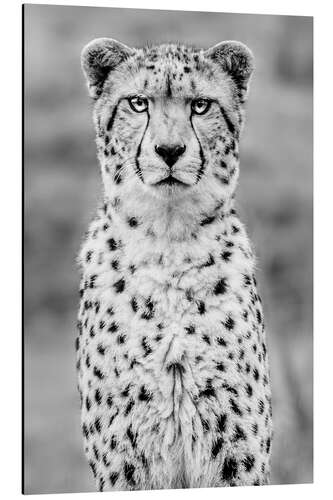 Aluminium print cheetah