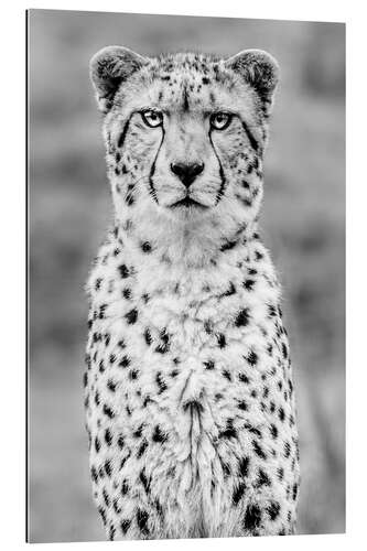 Gallery print cheetah