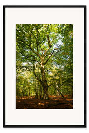 Gerahmter Kunstdruck Darßwald im Lichterspiel