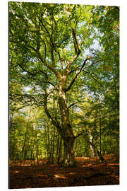 Magnettafel Darßwald im Lichterspiel