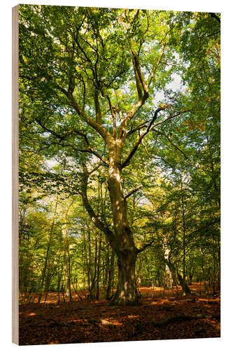 Holzbild Darßwald im Lichterspiel