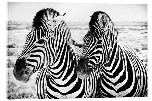 Akryylilasitaulu Two Zebras