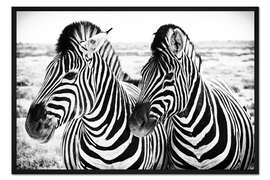 Gerahmter Kunstdruck Zwei Zebras