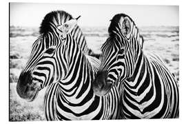 Magnettafel Zwei Zebras