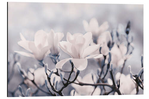 Stampa su alluminio Magnolia Blossoms V