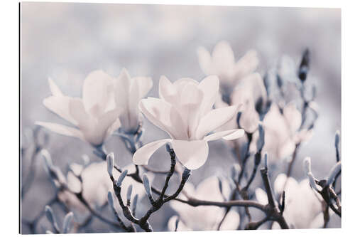 Cuadro de plexi-alu Magnolia Blossoms V