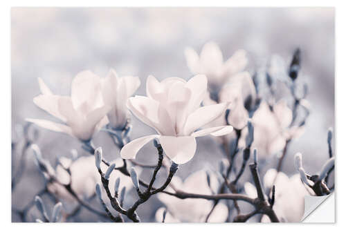 Wall sticker Magnolia Blossoms V