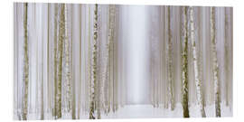 Foam board print Birch forest in winter