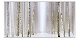 Poster Forêt de bouleaux en hiver