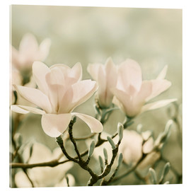Acrylglasbild Magnolienblüten IV - Atteloi