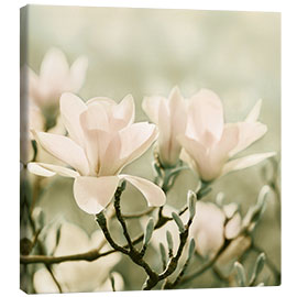 Canvas print Magnolia Blossoms IV - Atteloi