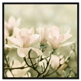 Gerahmter Kunstdruck Magnolienblüten IV