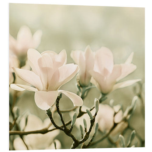 Stampa su PVC Magnolia Blossoms IV