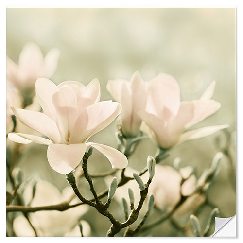 Autocolante decorativo Magnolia Blossoms IV