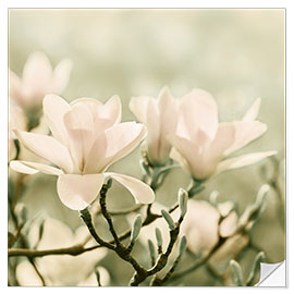 Selvklebende plakat Magnolia Blossoms IV