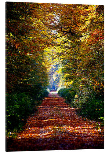 Tableau en verre acrylique Sentier forestier